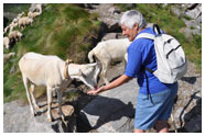 Meeting the alpine goats - Foto di Gianni Meazza